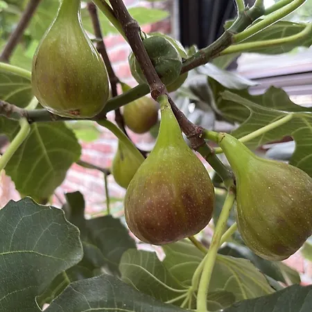 Efes בית אירוח גנט